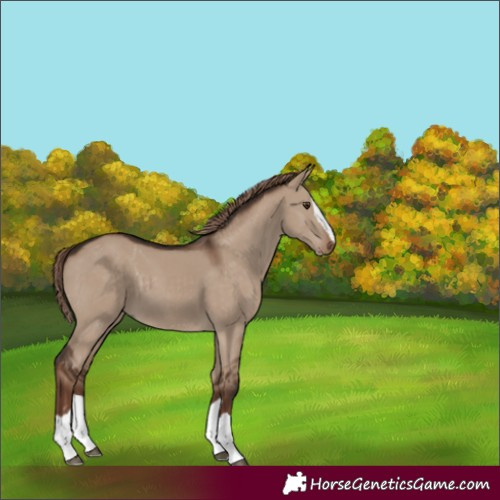Horse Color:Liver Red Dun Splash
