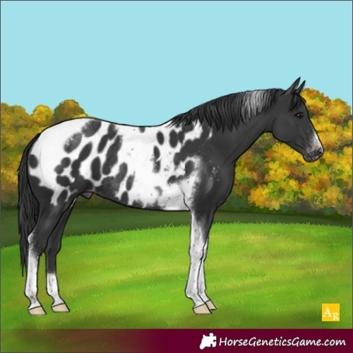 Horse Color:Black Tobiano Frame Appaloosa Rabicano