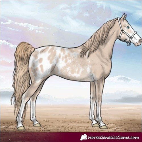 Horse Color:Smoky Creme Sabino Blanket Rabicano 