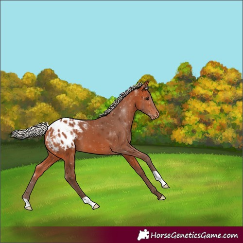 Horse Color:Silver Bay Appaloosa 