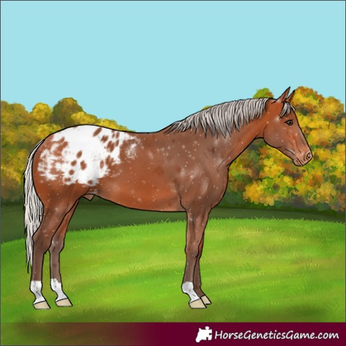 Horse Color:Silver Bay Appaloosa