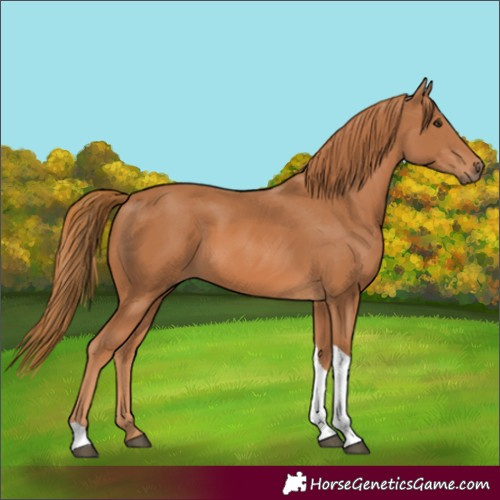 Horse Color:Chestnut Tobiano Rabicano 