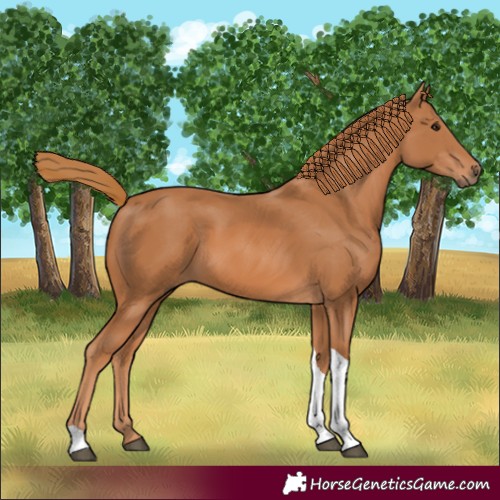 Horse Color:Chestnut Tobiano Rabicano 