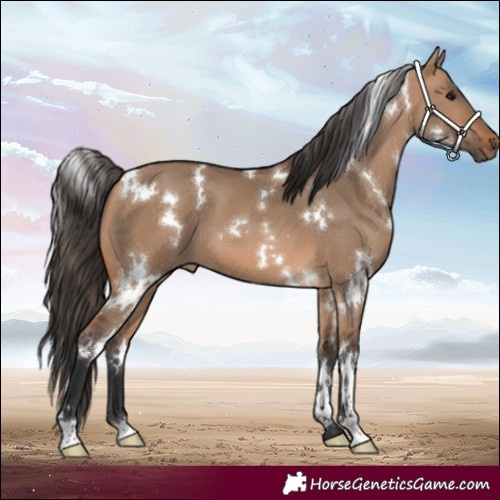 Horse Color:White Spotted Bay Dun 