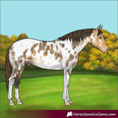 Horse Color:Buckskin Dun Tobiano Appaloosa
