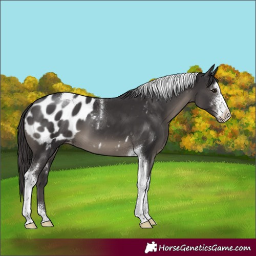 Horse Color:Smoky Black Sabino Tobiano Appaloosa 