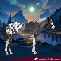Horse Color:Smoky Black Sabino Tobiano Blanket