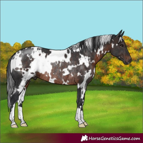 Horse Color:White Spotted Brown Rabicano 