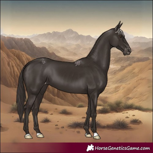 Horse Color:Liver Chestnut Appaloosa