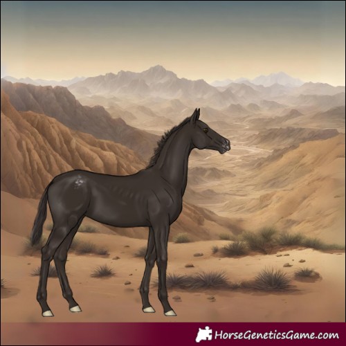 Horse Color:Liver Chestnut Appaloosa 