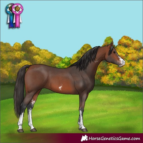 Horse Color:Bay Sabino 