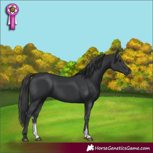 Horse Color:Black Sabino