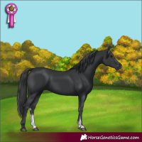 Horse Color:Black Sabino