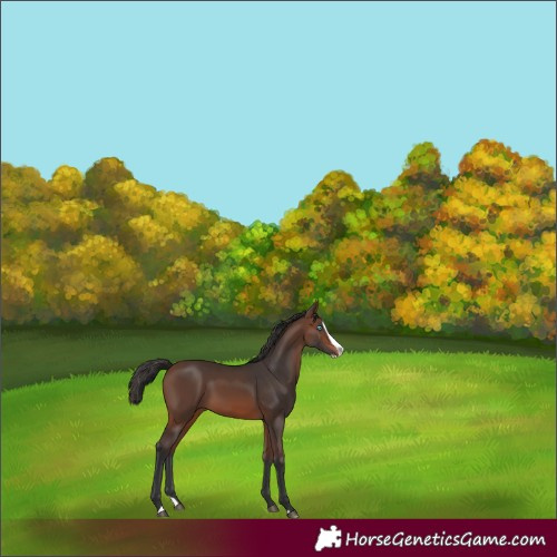 Horse Color:Brown Splash 