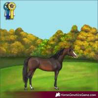 Horse Color:Brown Splash