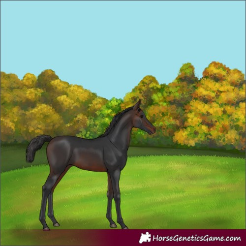 Horse Color:Brown 