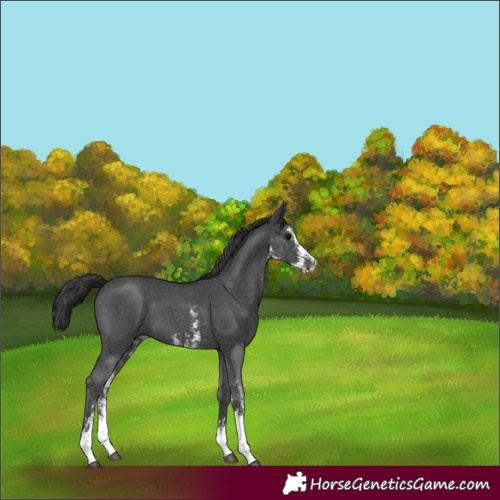 Horse Color:Black Sabino 