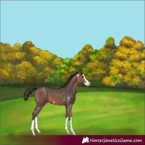 Horse Color:Bay Sabino Splash Appaloosa 