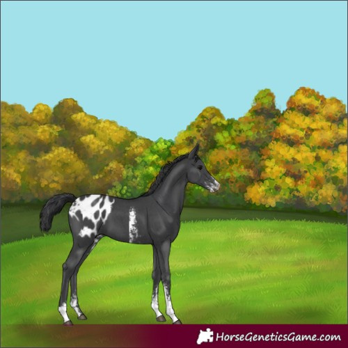 Horse Color:Black Sabino Appaloosa 