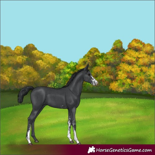 Horse Color:Black Sabino 