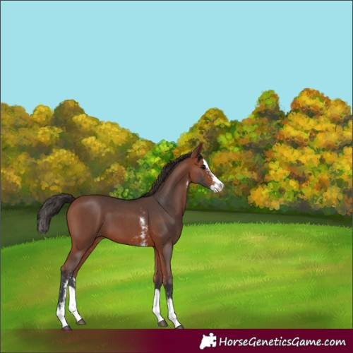 Horse Color:Bay Sabino Splash 