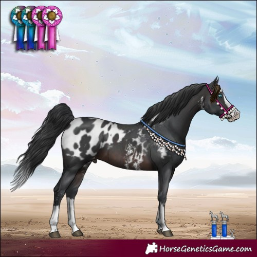 Horse Color:Brown Sabino Splash Appaloosa