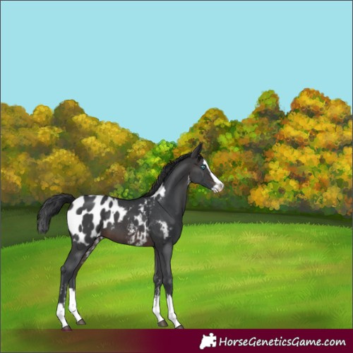 Horse Color:Brown Sabino Splash Appaloosa 