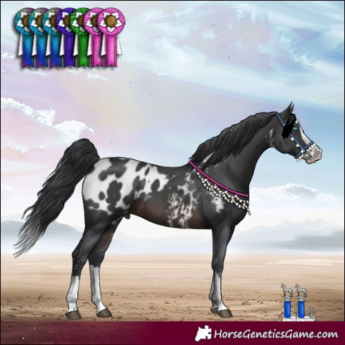 Horse Color:Brown Sabino Splash Blanket