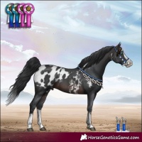 Horse Color:Brown Sabino Splash Appaloosa 
