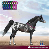 Horse Color:Brown Sabino Splash Blanket