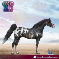 Horse Color:Brown Sabino Splash Appaloosa