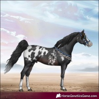 Horse Color:Brown Sabino Splash Appaloosa