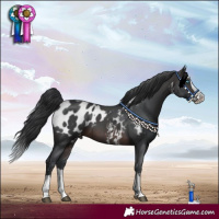 Horse Color:Brown Sabino Splash Appaloosa 