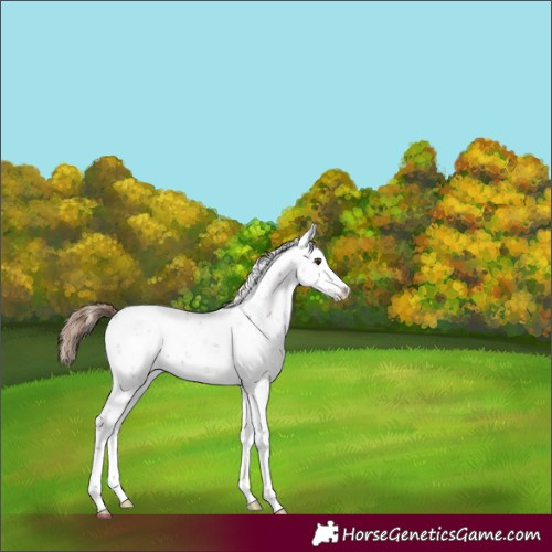 Horse Color:Chestnut Sabino Splash Appaloosa 