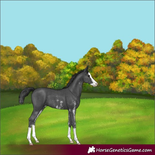 Horse Color:Black Sabino Splash 