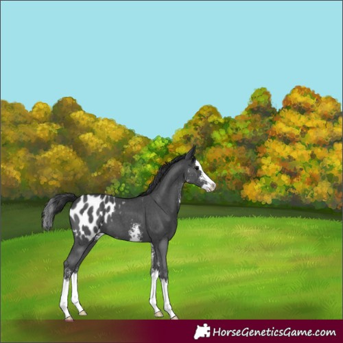 Horse Color:Black Sabino Splash Appaloosa 