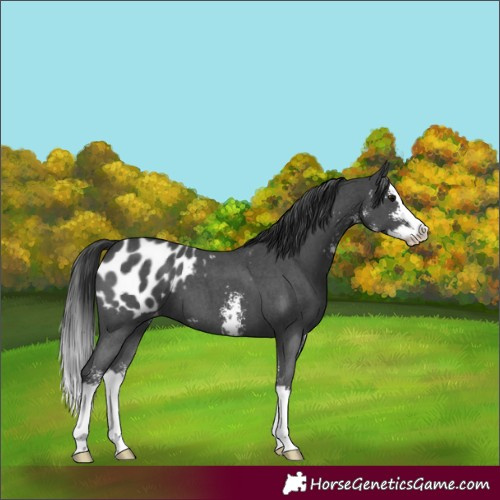 Horse Color:Black Sabino Splash Appaloosa