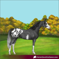 Horse Color:Black Sabino Splash Appaloosa