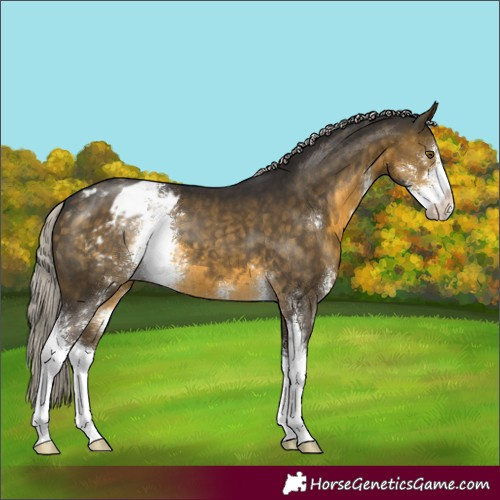 Horse Color:Silver Buckskin Sabino Appaloosa