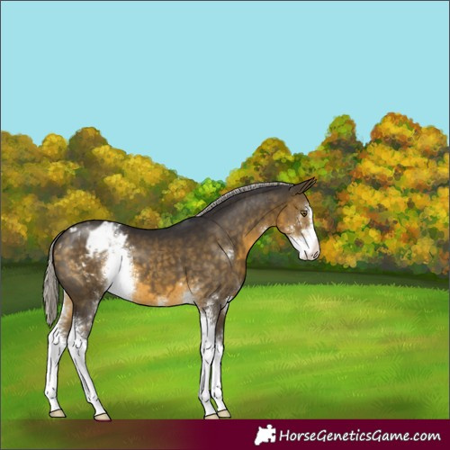 Horse Color:Silver Buckskin Sabino Appaloosa 