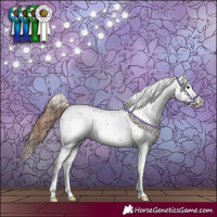 Horse Color:Chestnut Sabino Splash Appaloosa