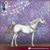 Horse Color:Chestnut Sabino Splash Appaloosa 