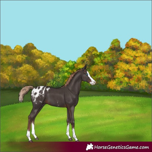 Horse Color:Liver Chestnut Sabino Splash Appaloosa 
