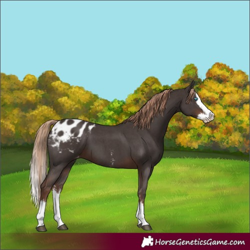 Horse Color:Liver Chestnut Sabino Splash Appaloosa