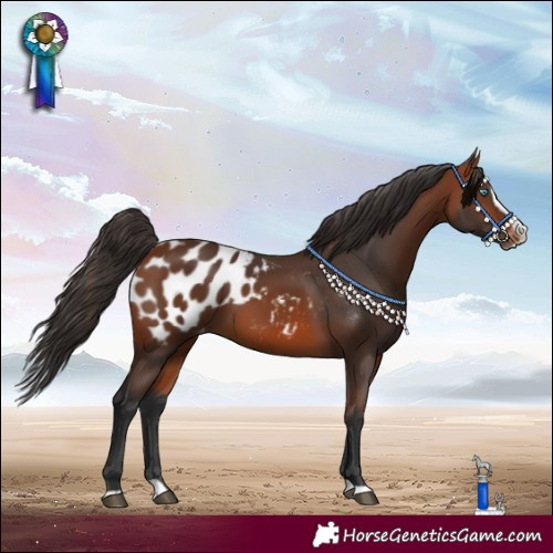 Horse Color:Bay Splash Appaloosa 