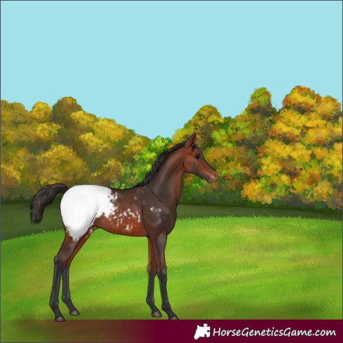 Horse Color:Bay Appaloosa 