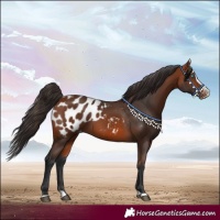 Horse Color:Bay Splash Appaloosa 