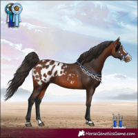 Horse Color:Bay Splash Appaloosa