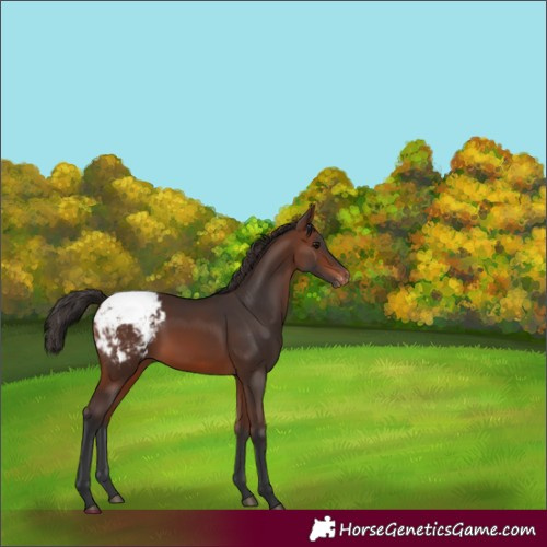 Horse Color:Brown Appaloosa