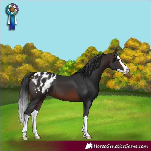 Horse Color:Brown Splash Blanket 